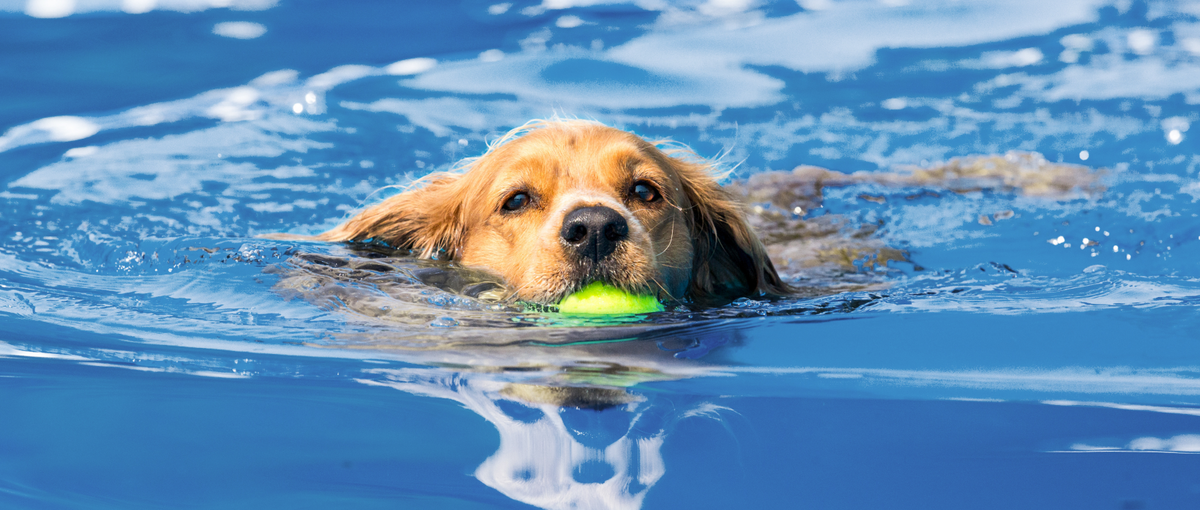 How to Keep Dog Hair Out of Your Pool: 5 Pro Tips for a Clean Swim