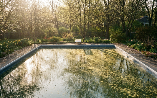 Pollen film floating on a pool surface during peak spring season.