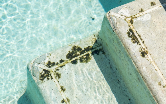 Complete Guide to Identifying, Treating, and Preventing Black Algae in Your Pool